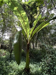 Ensete