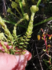 Crassula subulata