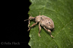 Phelypera distigma