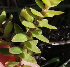 Crassula subulata