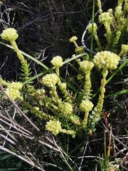 Crassula subulata