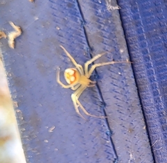 Araneus guttulatus