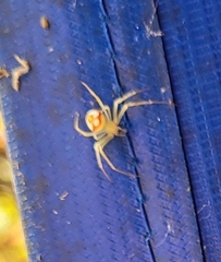 Araneus guttulatus
