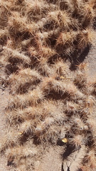 Tephrocactus weberi