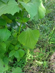 Morus nigra