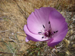 Calochortus splendens