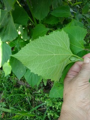Morus nigra