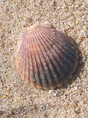 Argopecten irradians