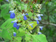 Salvia longispicata