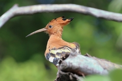 Upupa epops africana