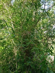 Sapium haematospermum