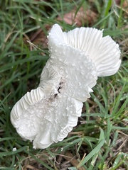 Saproamanita