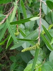 Sapium haematospermum