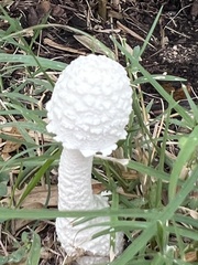 Saproamanita