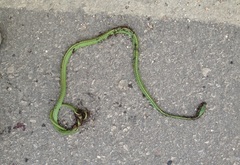 Leptophis diplotropis