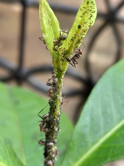 Camponotus rufoglaucus