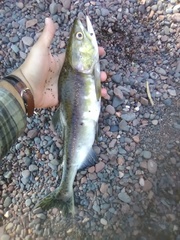 Oncorhynchus gorbuscha