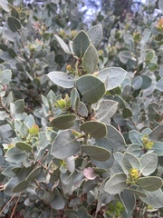 Arctostaphylos viscida mariposa