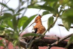 Upupa epops africana