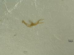 Oncopsis subangulata