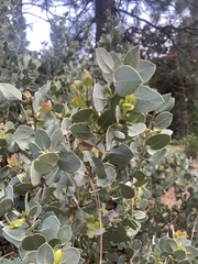 Arctostaphylos viscida mariposa