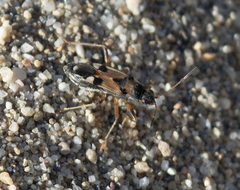 Beosus quadripunctatus