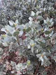 Arctostaphylos viscida mariposa