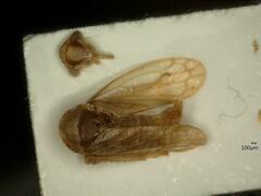 Oncopsis subangulata