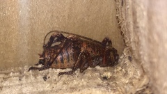 Deinacrida heteracantha