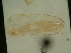 Tachycixius pilosus
