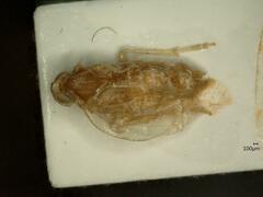 Tachycixius pilosus
