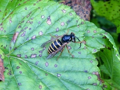 Dolichovespula