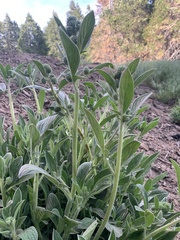 Phacelia imbricata