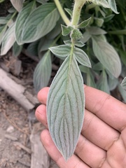 Phacelia imbricata