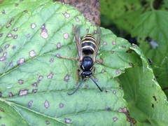 Dolichovespula