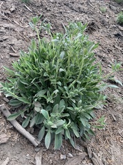 Phacelia imbricata