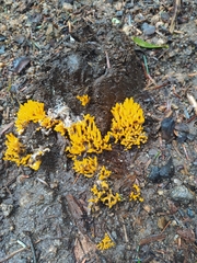 Calocera