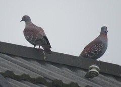 Columba guinea phaeonota