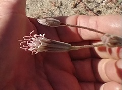 Palafoxia arida arida