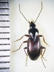 Agonum fuliginosum