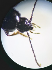 Agonum fuliginosum