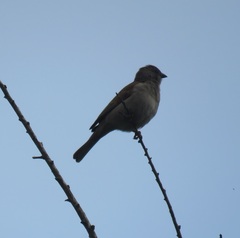 Passer diffusus stygiceps