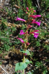 Penstemon clevelandii clevelandii
