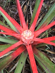 Bromelia