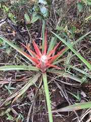 Bromelia