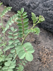 Hosackia crassifolia crassifolia