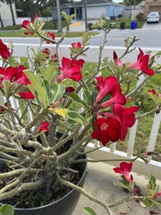 Adenium