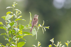 Emberiza hortulana