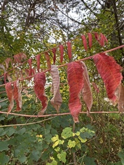 Rhus typhina