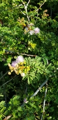 Mimosa bahamensis